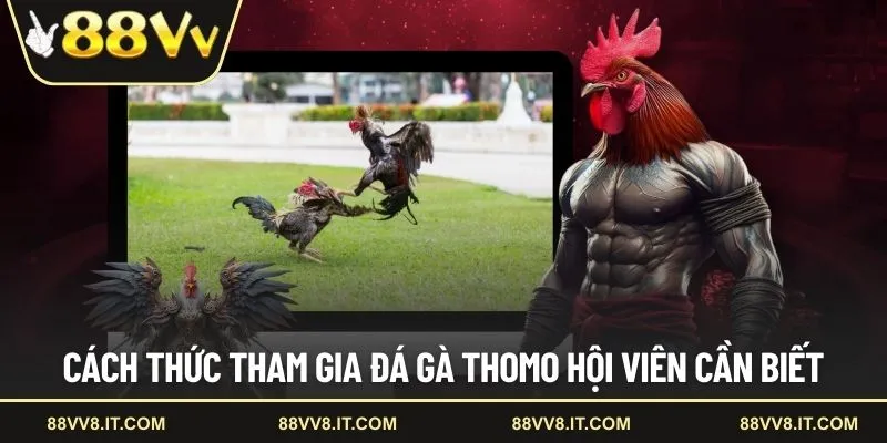 Cách thức tham gia đá gà Thomo hội viên cần biết