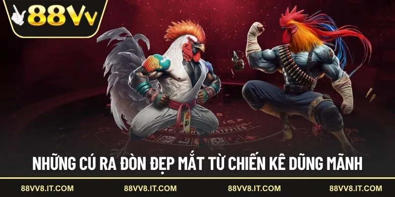 Những cú ra đòn đẹp mắt từ chiến kê dũng mãnh