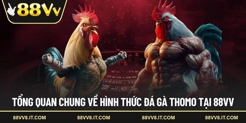 Tổng quan chung về hình thức đá gà Thomo tại 88VV
